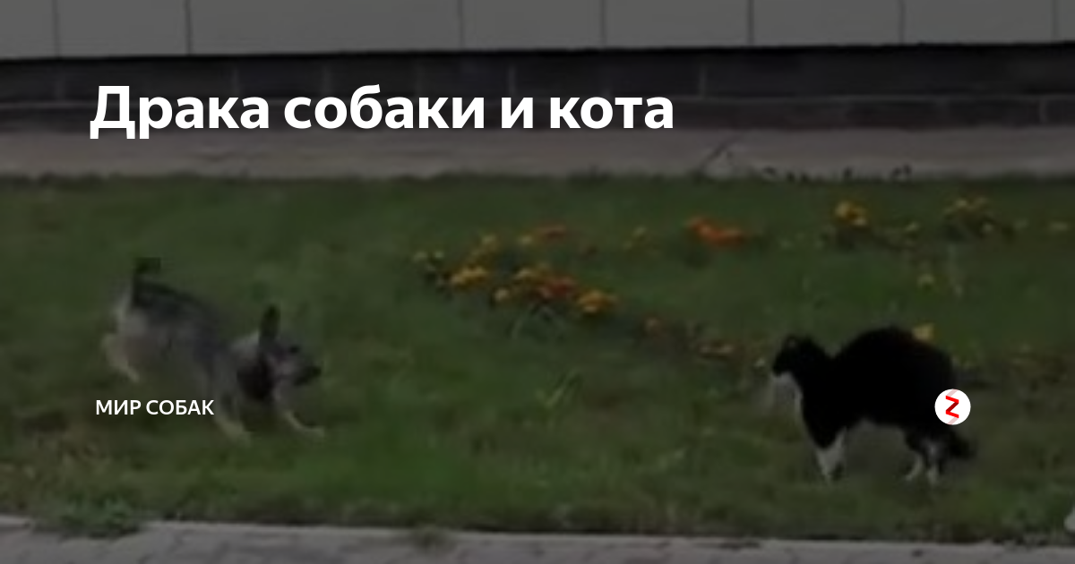 Драка собаки и кота | Мир собак | Дзен
