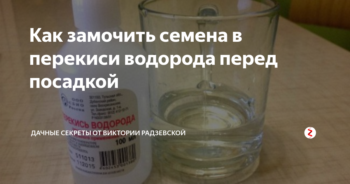 Пропорция перекиси водорода. Обработка семян перед посадкой перекисью водорода. Замачиваем семена в перекиси водорода. Замачивание семян перед посевом в перекиси водорода. Обработка семян перекисью водорода перед посевом.