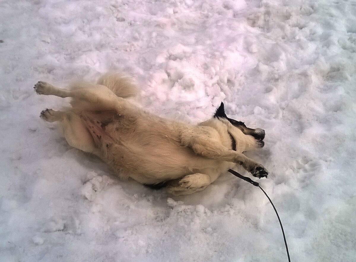 любим мы в снегу валяться)  