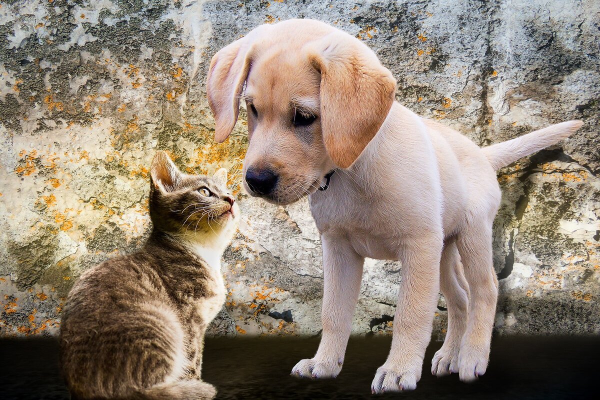 Кошки или собаки: кого лучше завести и почему? | Пячаток | Дзен
