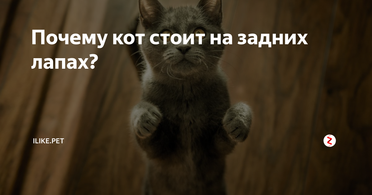 Всегда ли кошки приземляются на лапы?