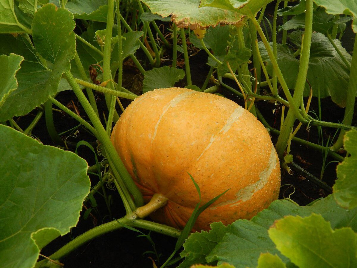 Тыква. Hack Garden.