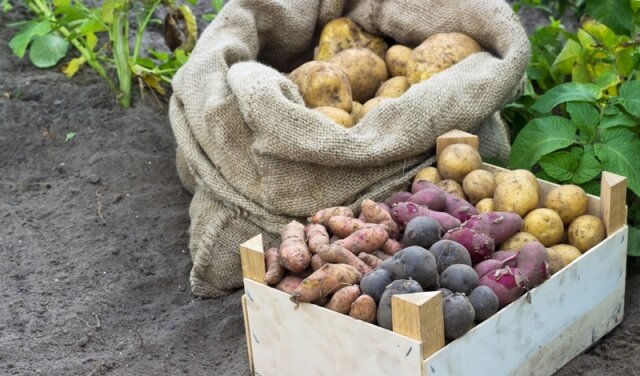 Как хранить картошку зимой: правила и советы