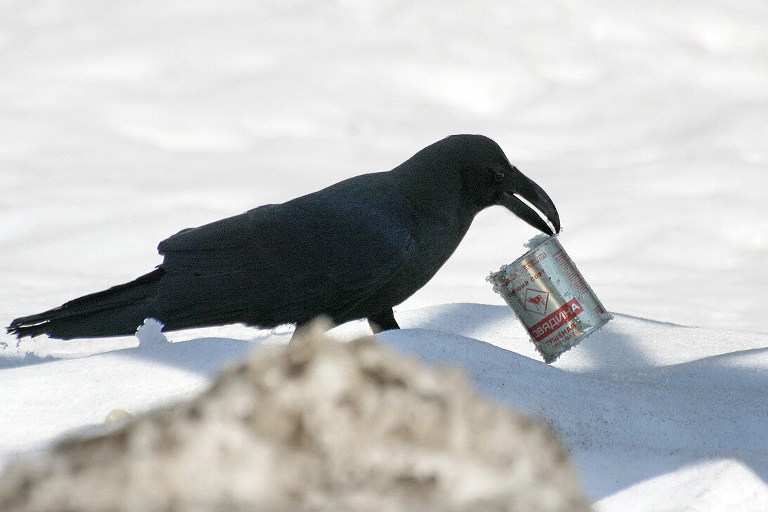 Crow язык. Ворона ворует. Ворона на помойке. Вороны воруют. Ворон ворует.