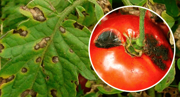 Фитофтора на помидорах