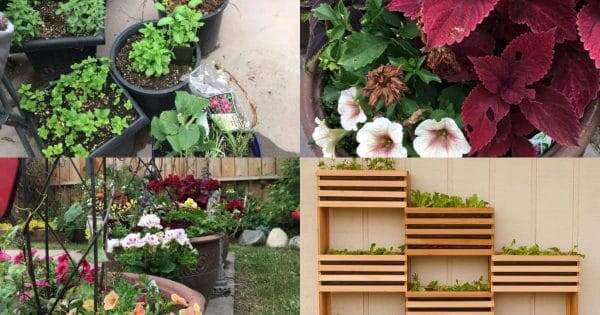 фото: familyfoodgarden.com