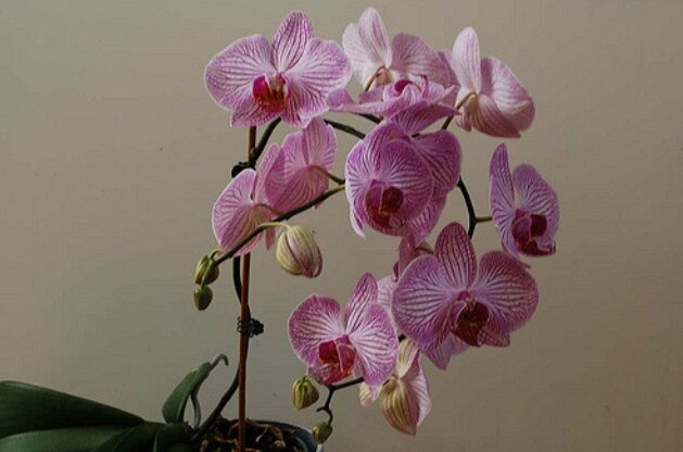 Фаленопсис. Самая популярная орхидея