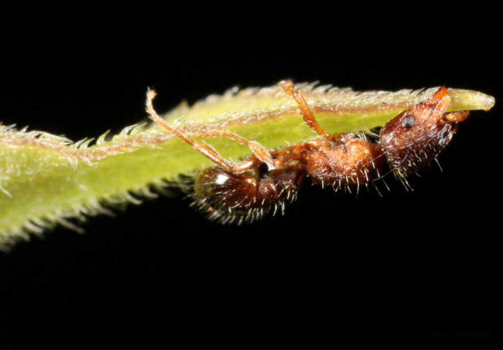 Печеночная двуустка, Dicrocoelium dendriticum, проводит часть своего жизненного цикла в кишечнике травоядных млекопитающих. На раннем этапе она попадает в организм муравьев и заставляет их сидеть на листьях травы, что повышает шансы на то, что травоядное животное съест вместе с травой муравья и паразита. Такие примеры наглядно показывают мастерство некоторых паразитов в искусстве манипуляции.