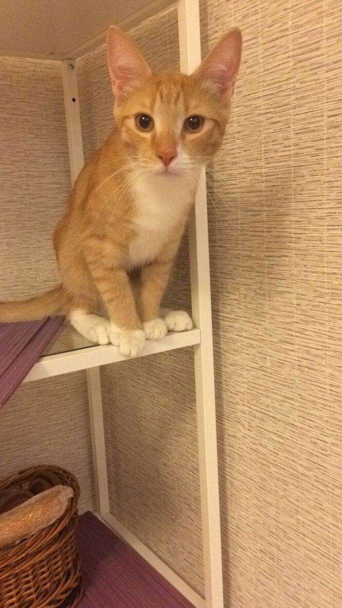 Кот Рыжик