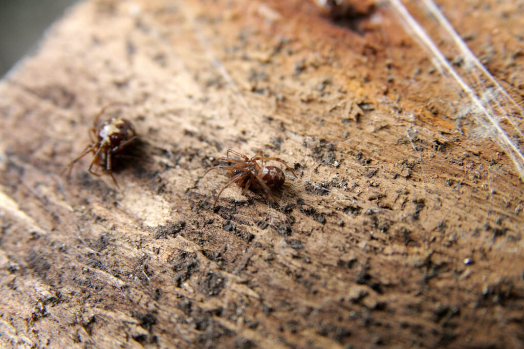 Теридион украшенный (Theridion pictum). Самец и самка. Фото: Андрей Помидорров. Снято в Краснодаре