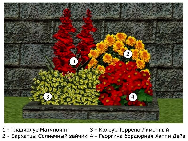 Схема посадки гладиолусов на клумбе