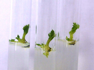 микроклональное размножение земляники. микроклональное размножение малины. микроклональное размножение in vitro. клональное микроразмножение растений. фаленопсис меристема.