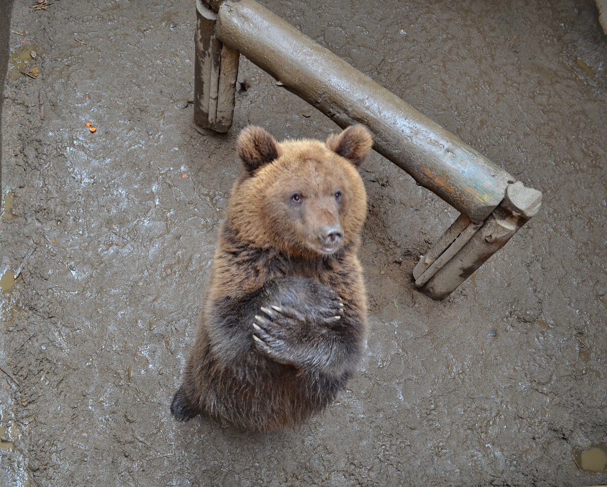 Медведь 3 местная