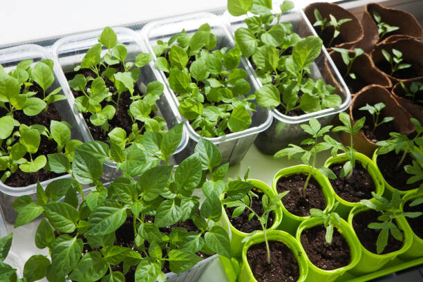 Фото: https://media.gettyimages.com/photos/seedling-of-vegetables-picture-id539001630?b=1&k=6&m=539001630&s=612x612&w=0&h=knmOfjbaqa7vr6pdboOmpxpQujCPnvF6NHEiHqsx_j4=