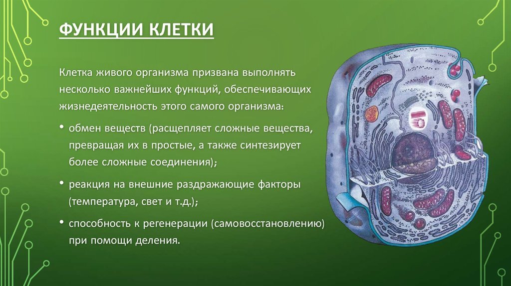 Презентация строение клетки человека