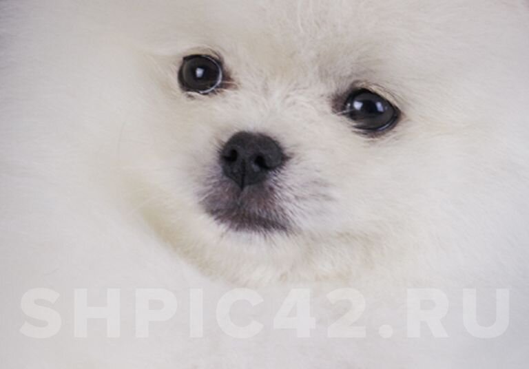 Родничок у собаки чихуахуа. Гидроцефалия у чихуахуа. Гидроцефалия (водянка головного мозга). Родничок у собаки чихуахуа. Родничок у собак.