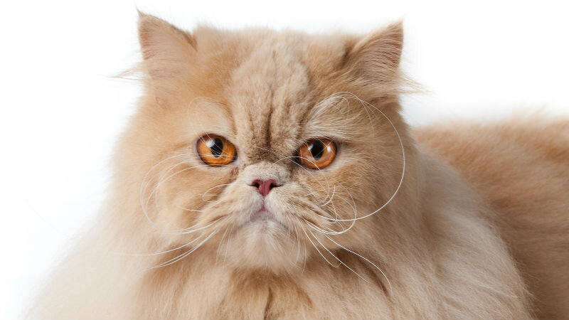 Персидский кот: описание породы и особенности ухода | WeLady.ru | Дзен