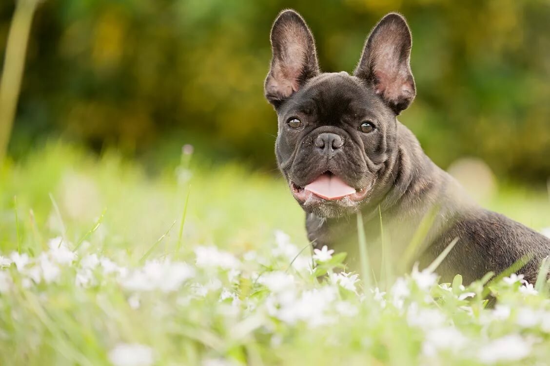 French bulldog. Собака французский бульдог. Порода французский бульдог. Французский бульдог French Bulldog. Французский бульдог Уилбур Бист.