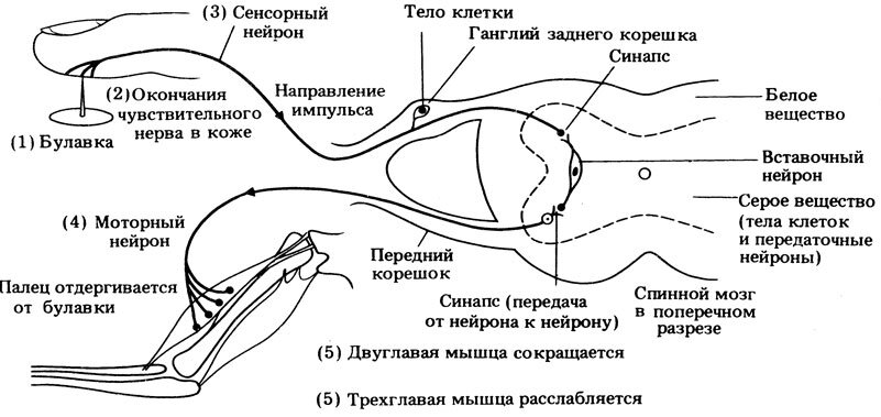 Принципиальная схема рефлекторной дуги