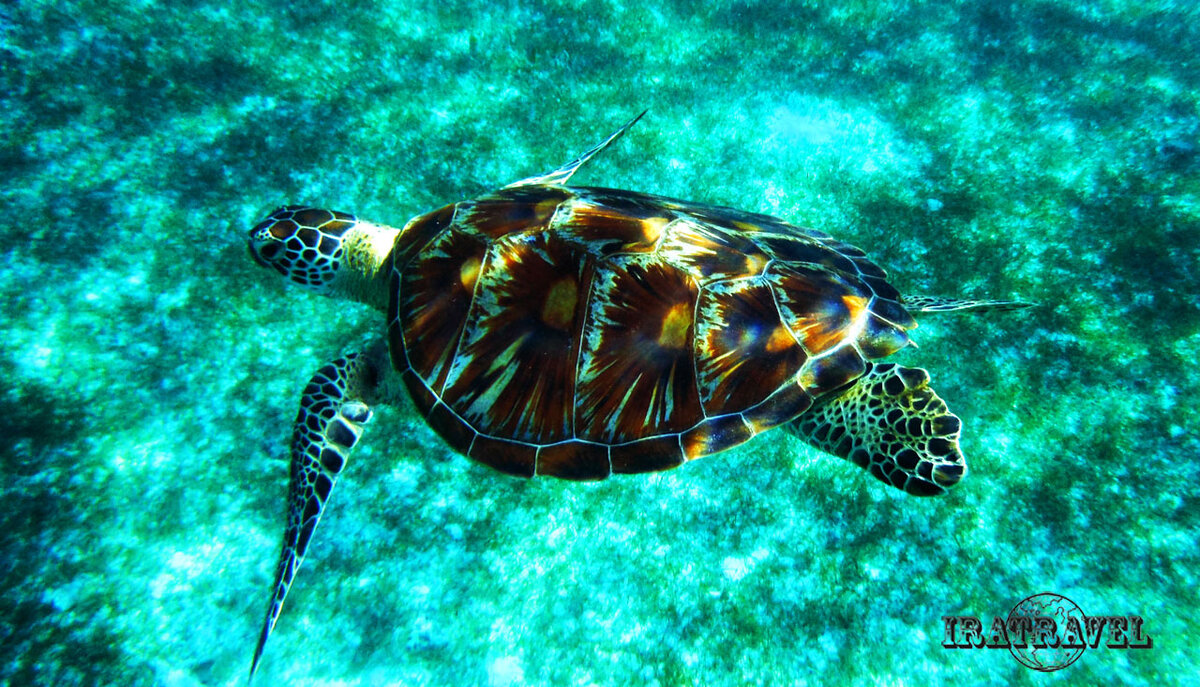 Морская метровая черепаха. Остров Баликасаг