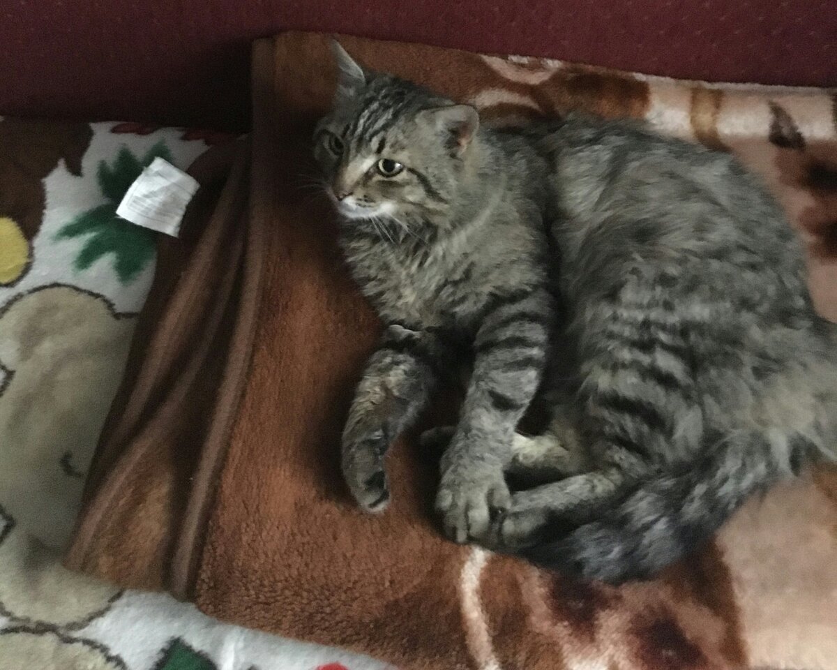 Кот Митька. Фото автора истории. 