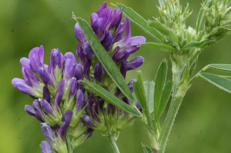 Материал взят из : https://www.gbkm.in/2018/03/20/lucerne/