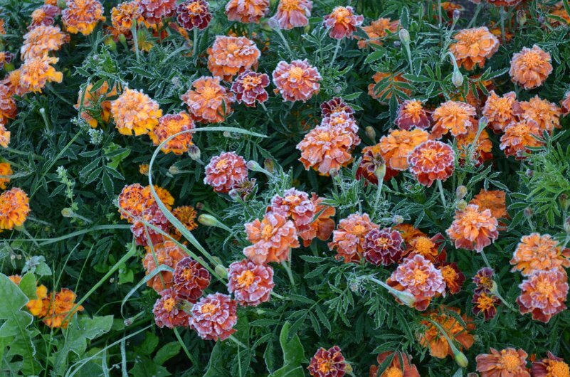 Бархатцы утром во время заморозка.