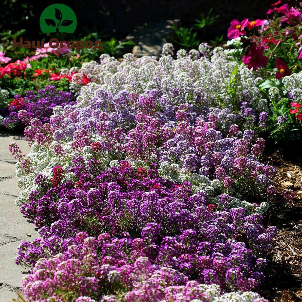 Прекрасная лобулярия