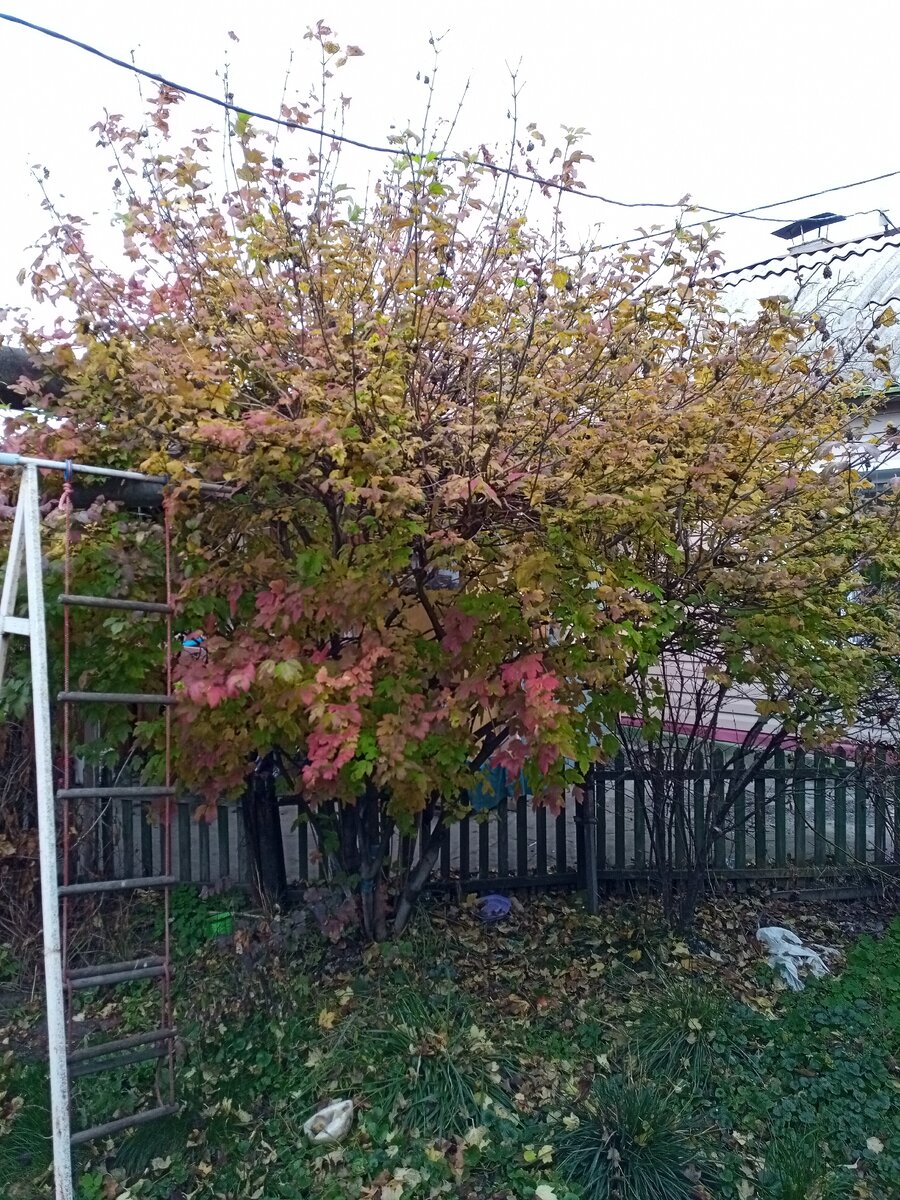 Фото моей дачи