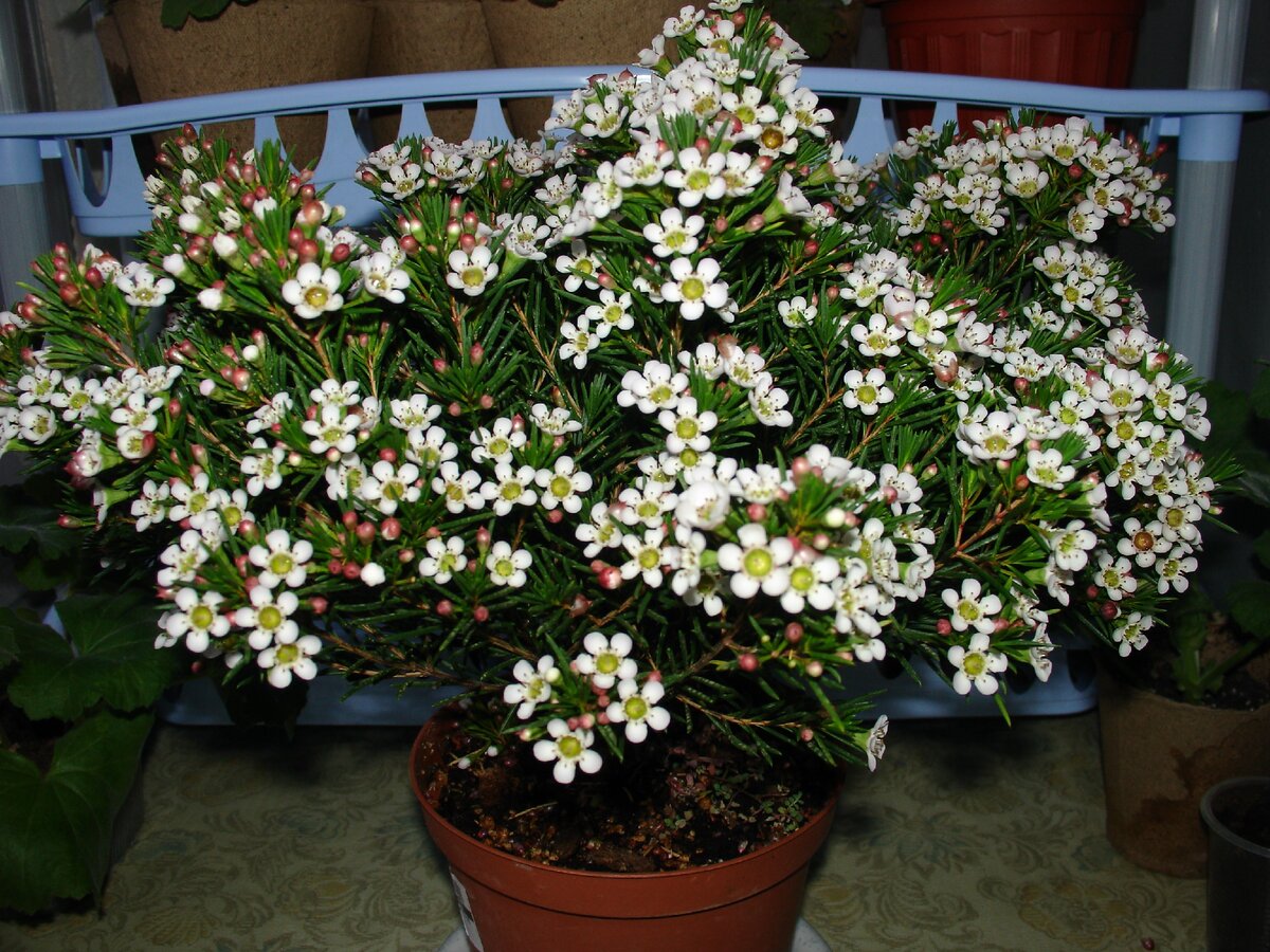 Хамелациум, фото автора