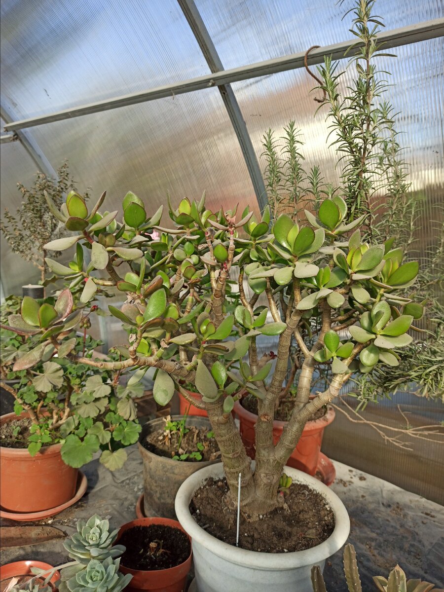 Мое "Денежное дерево"