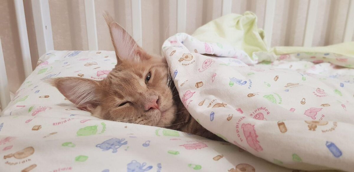 Наш котей Бутц