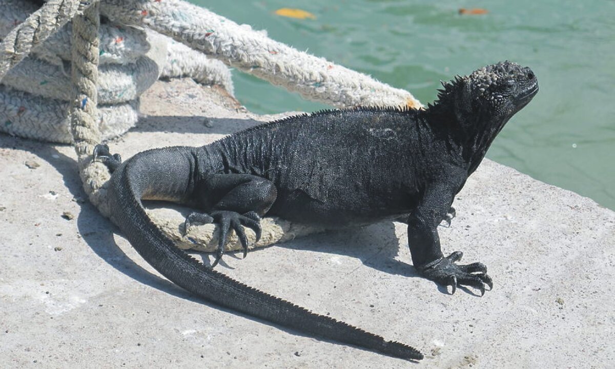 Черная игуана