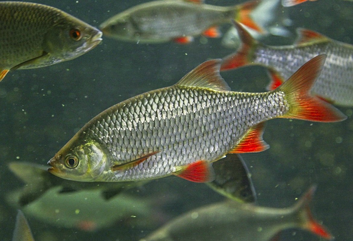 Карпообразные. Красноперка Scardinius erythrophthalmus. Чебак красноперка. Сибирская плотва чебак. Елец, плотва красноперка.