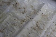 Сперва необходимо разморозить тесто фило. Вместо этого вида теста можно использовать как слоеное дрожжевое тесто, так и песочное. Готовьте вертуту из того теста, которое вы любите. Если же у вас нет в запасах морозильной камеры теста фило, его можно заменить на обычное пресное тесто на основе воды, муки, щепотки соли и сахара. Тесто фило нужно размораживать в холодильнике, а не при комнатной температуре, чтобы листы не слиплись между собой. Как только тесто будет готово к работе, его следует выложить на кухонную поверхность, припыленную крахмалом. Все листы теста необходимо смазать охлажденным топленым маслом и выложить слоями. Верхний слой нужно обильно посыпать орехами, перебитыми в измельчителе, и пшеничными сухарями.