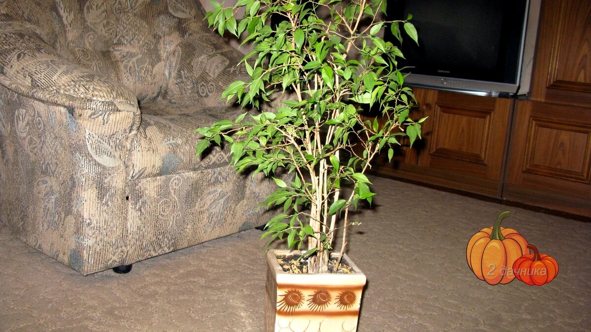 Поставила фикус посреди комнаты, чтоб сфотографировать.
