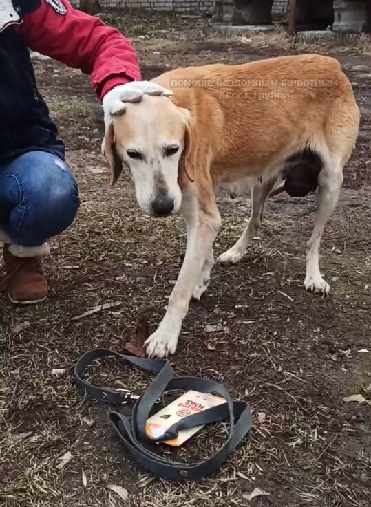 Первая встреча с собачкой.