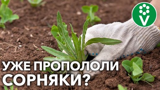 НАДОЕЛИ СОРНЯКИ?! Прополка не будет утомительна, если всегда делать так!