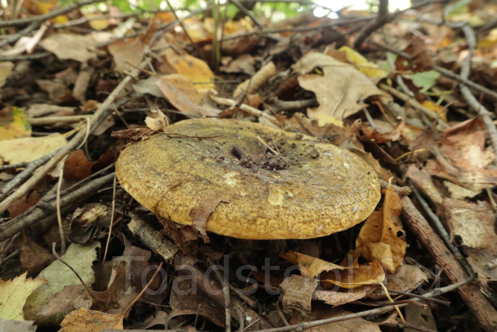 Но чернушки мне милее (фото И.Лебединского)