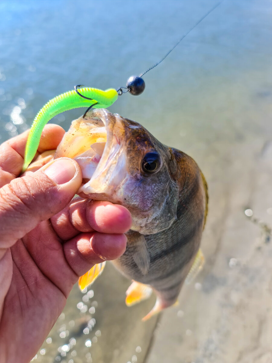 Первый полосатый