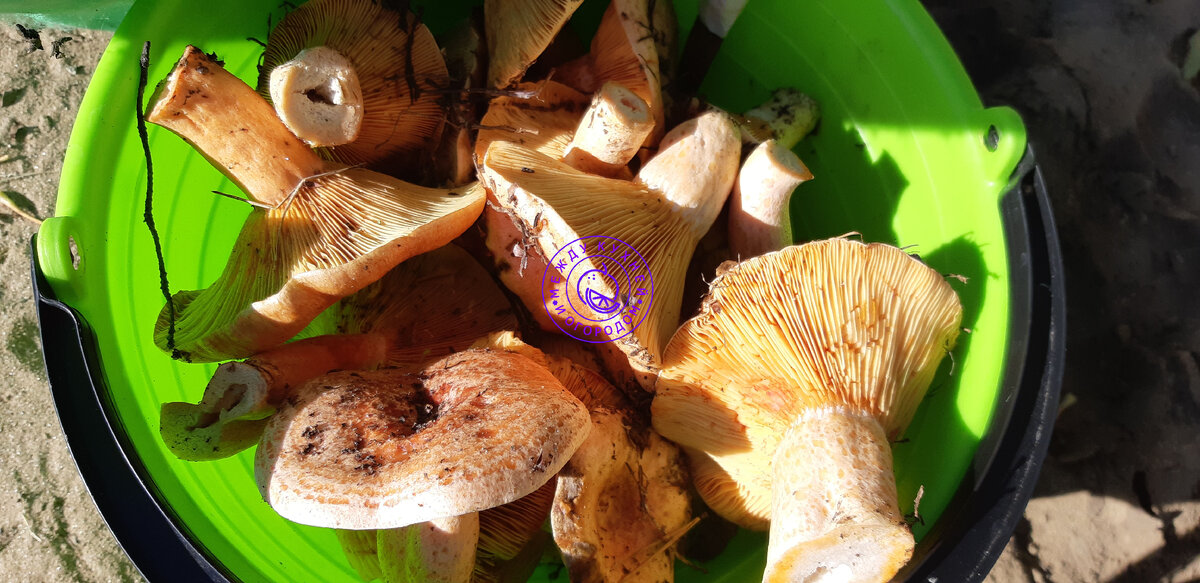 Цари знали толк в грибах...