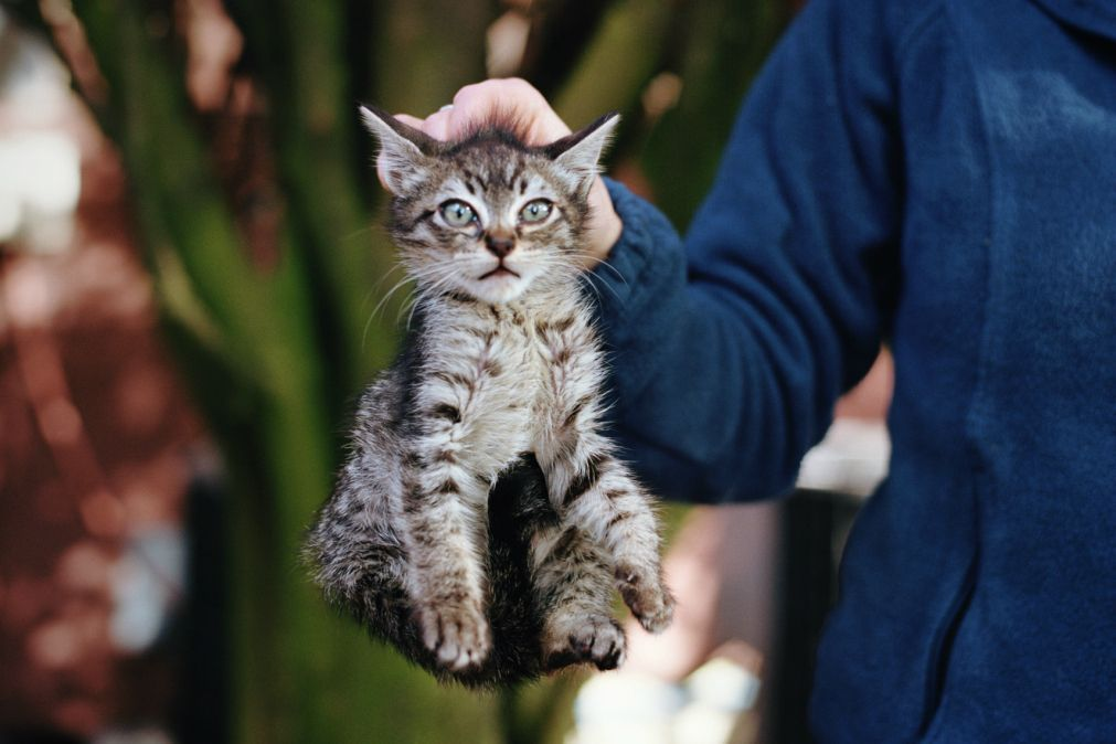 Кошка перенесла котят. Кошка за шкирку. Кот держится. Кошка несёт котёнка за шкирку. Кошка на руках.