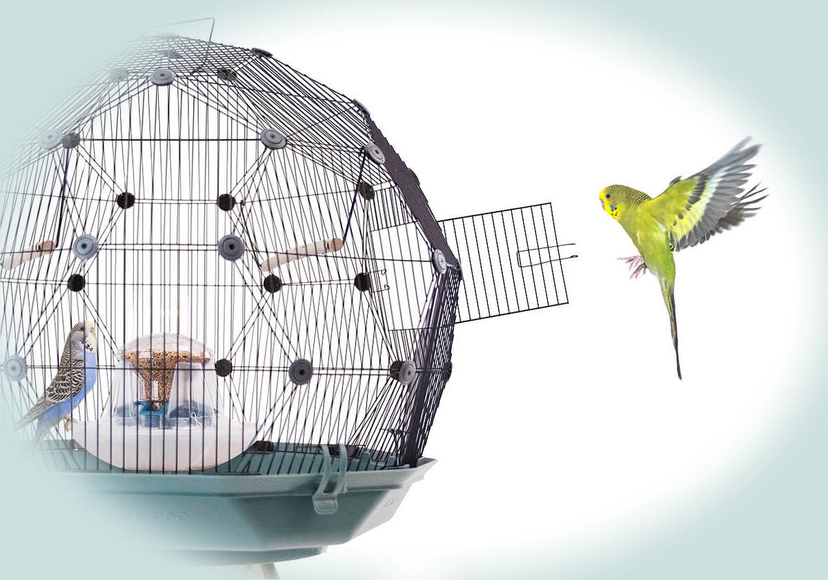 Как правильно ухаживать за клювом и когтями попугая: советы и рекомендации