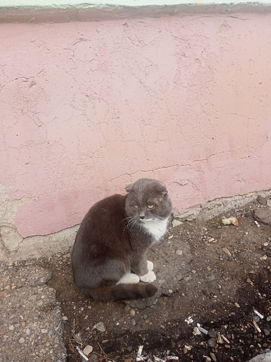 Этого котика пожалели и забрали на передержку. Теперь он занимает место, и никуда дальше не пристраивается(((