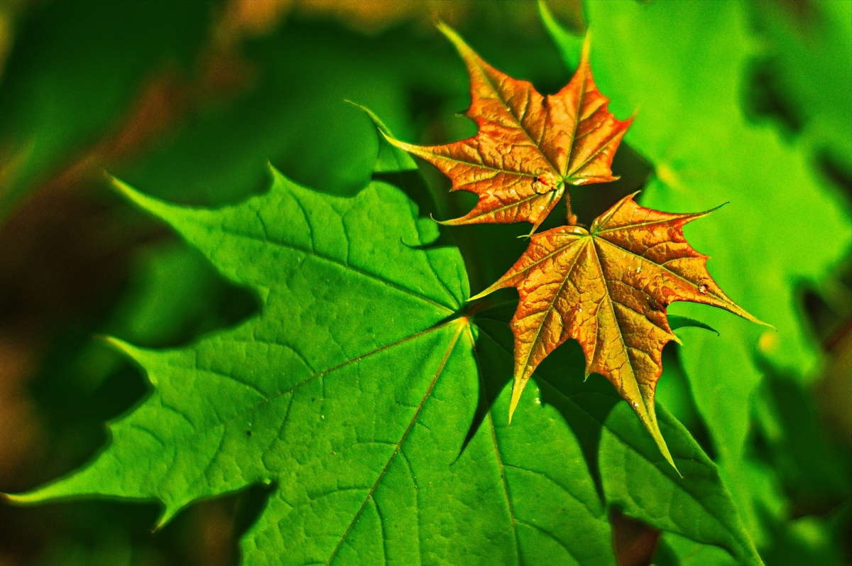 Листья картинки. Листок клена. Клен и кленовый лист. Осенние листья. Летние листья.