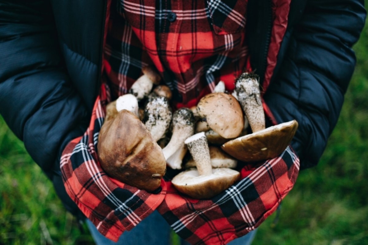    Врач Беляева рассказала, как правильно обрабатывать лесные грибы