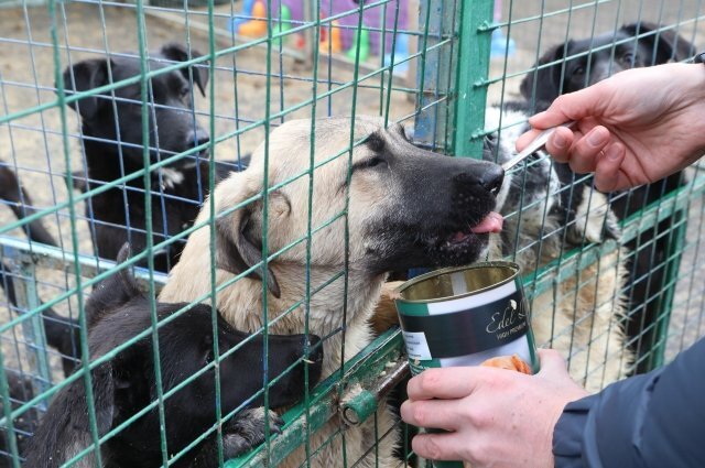    Правда ли, что приют в Чите готов распустить собак, которых нечем кормить?