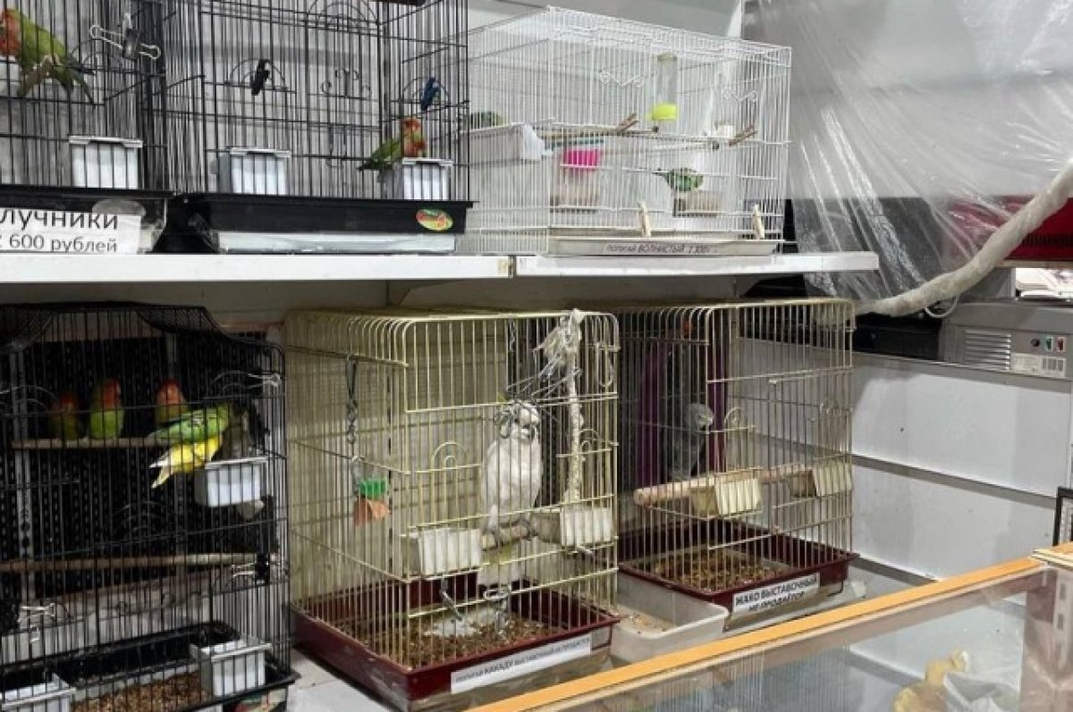    Сами хозяева магазина говорят, что птиц содержат в достатке.