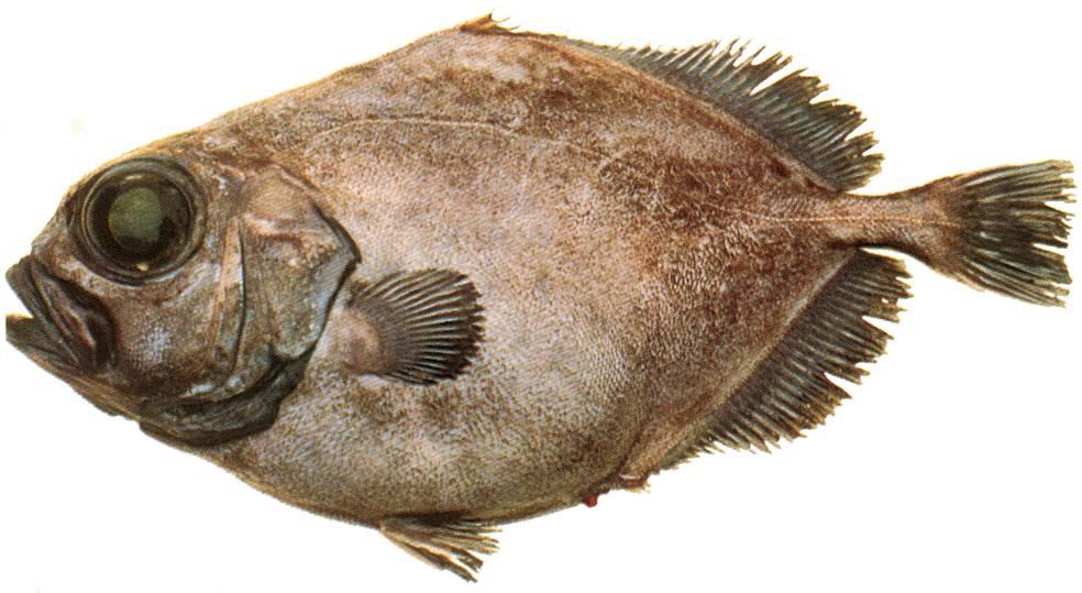 Рыбка доро. Дори солнечник рыба. Орео дори рыба. Дори палтус. Pseudocyttus maculatus.