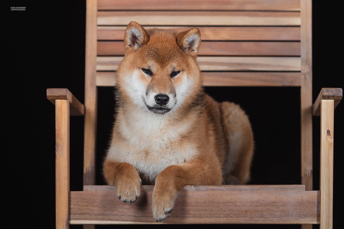 Познакомьтесь с моей мамой Одой - самой успешной и прекрасной представительницей породы. Узнайте о ее титулах, выставочных достижениях и неподражаемой красоте. 